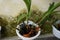 Orchid plant with purple flowers that grow in piles of charcoal and in white pots. very suitable for ornamental plant business nee