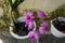 Orchid plant with purple flowers that grow in piles of charcoal and in white pots. very suitable for ornamental plant business nee