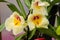 Orchid plant with yellow blooms