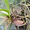 orchid plants clinging to mushrooms and mold clinging to dead trees