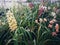 Orchid plants flowering in greenhouse