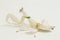 Orchid praying mantis hymenopus coronatus on white background