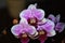 Orchid purple