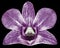 Orchid purple flower, black isolated background with clipping path. Closeup. no shadows. for design.