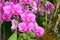 Orchid purple flowers or violet floral mauve blossom and green leaf plant tree in garden park tropical freshness for thai people