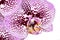 Orchid Purple Macro