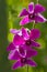 Orchid (Purple Violet)