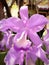 This is an orchid that is quite popular with Indonesians