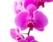 Orchid radiant flower