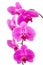 Orchid radiant flower isolated