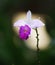 Orchid in rain forest (Costa Rica)