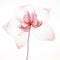 Orchid X-ray: Stunning 3d Illustration On White Background