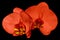 Orchid red flower isolated on black background with clipping path. Closeup. Red phalaenopsis flower with red-yellow lip.