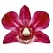 Orchid red flower, white isolated background with clipping path. Closeup. no shadows. for design.