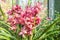 Orchid red speckled The name of The flower due to similarity of