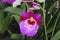 Orchid Red Tide Miltonia flower. Decorative plants for greenhouse.