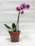 Orchid Rembrandt - purple speckled flowers