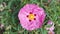 Orchid rockrose flower