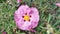 Orchid rockrose flower