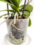 Orchid roots in flower pot with substrate and green leaves at home.