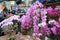 orchid are on sale in the CNY flower market in victoria park
