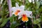 Orchid species `Dendrobium cruentum Rchb.f.` is grown in greenhouses