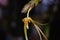 Orchid species `Thrixspermum raciborskii` close up photo