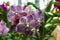 Orchid species `Vanda` purple flowers with white spots, grown in a greenhouse