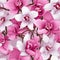 Orchid Splendor Floral Pattern Magic