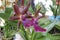 Orchid spotted Cattleya flower. Decorative plants for greenhouse.