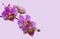 Orchid Stem on Lavender