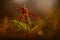 Orchid sunset in nature. Lady\\\'s Slipper Orchid, Cypripedium calceolus, flowering European terrestrial wild orchid in nature