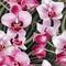 Orchid Symphony Floral Pattern