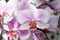 Orchid. tender lilac and white orchid flower. purple orchid background. spring and summer flowers. gardening. floral