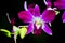 Orchid Thailand