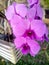 Orchid Thailand