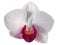 orchid top view isolated house plant formosa taiwan flower new year decoration elegant spa graphic thai