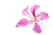 Orchid tree flower isolated