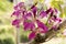 Orchid tree, Purple orchid tree, Butterfly tree, Purple bauhinia, Hong kong orchid tree,Flowers