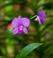 Orchid Tropical Flower Nature Background