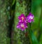 Orchid Tropical Flower Nature Background