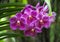 Orchid Tropical Flower Nature Background