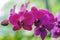 Orchid velvet burgundy flower Floral postcard concept design