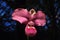 Orchid Venus slipper with big sail bloom