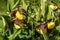 Orchid venus slipper flower yellow