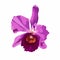 Orchid violet pink flower. Hand drawn illustration isolated on white background.