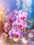 Orchid wedding bouquet flower on blurred window background