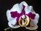 Orchid_white