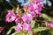 Orchid Wildflower lamium