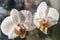 Orchid on the windowsill macro white phalaenopsis sun ray